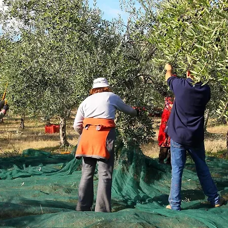 Gemuetliches Im Erdgeschoss- Mit Terrasse By Interhome Monte Vibiano Vecchio